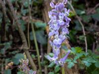 Hohler Lerchensporn hellblau